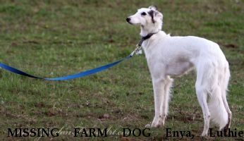 MISSING FARM DOG Enya, Luthien REWARD December 2016 Near Bolivar, OH, 44612